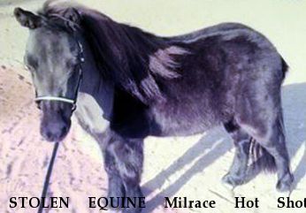 STOLEN EQUINE Milrace Hot Shots Evening Runner, Near Plelan, CA, 92371